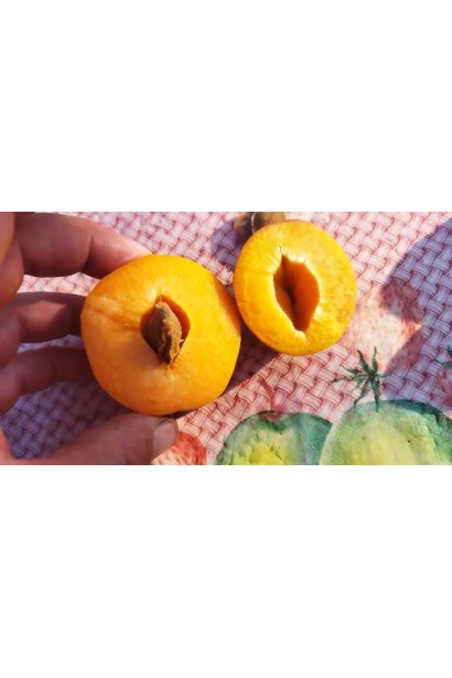 Абрикос Голд Річ ранній | Абрикос Голд Рич ранний | Prunus armeniaca Gold Rich